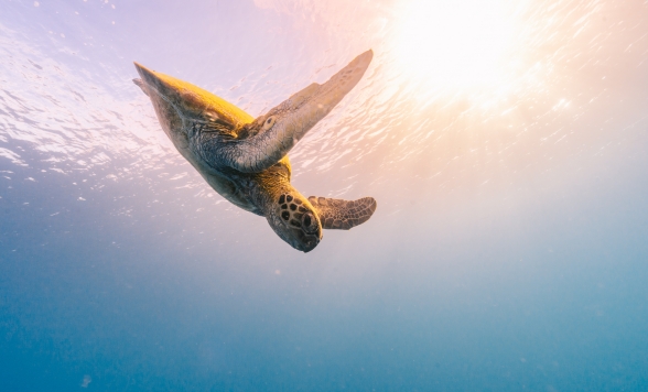 グレートバリアリーフアドベンチャー by クルーズウィットサンデー